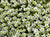 Saxifrage arendsii Highlander White Pelleted Seeds