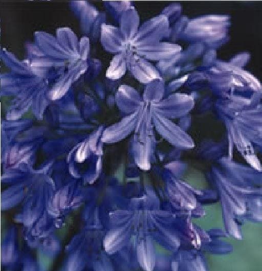 Agapanthus Headbourne Hybrids Seeds