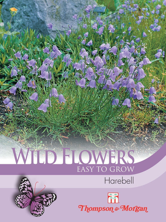 Thompson & Morgan Wild Flower Harebell 1000 Seed