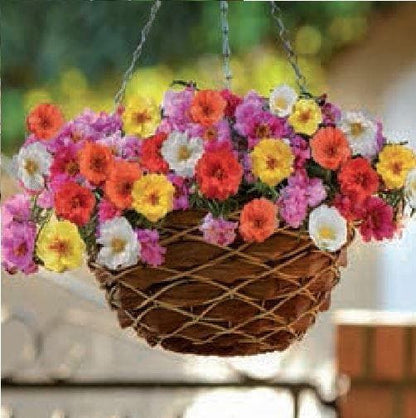 Portulaca Happy Trails Mix Seeds
