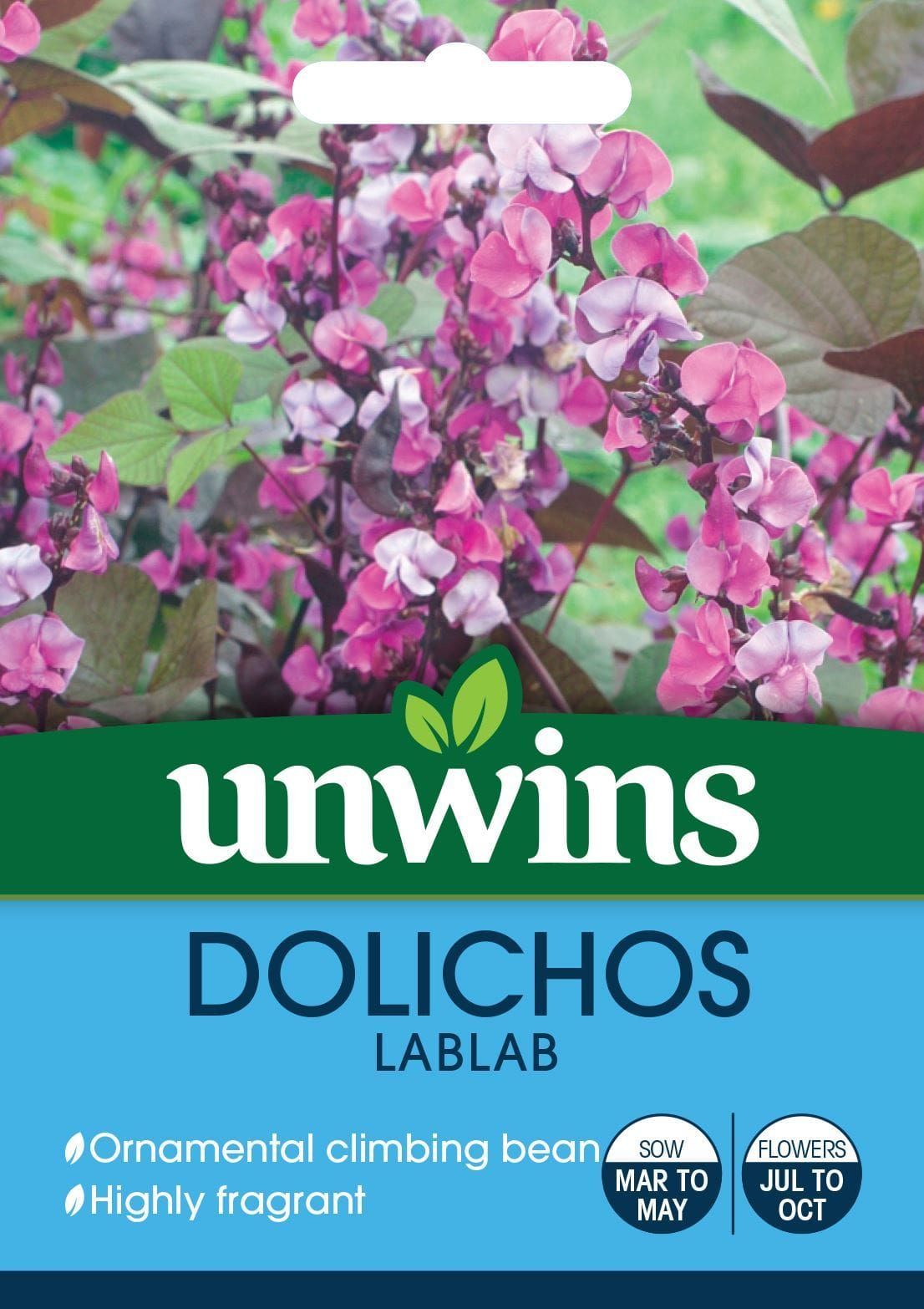 Unwins Dolichos Lablab 10 Seeds