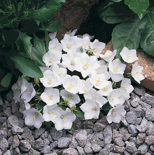 Campanula Clips Series White Seeds