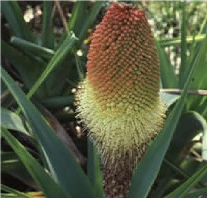 Kniphofia Northiae Seeds