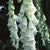 Digitalis Purpurea Alba Pure White