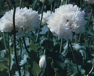 Paeoniflorum Poppy White Cloud Seeds