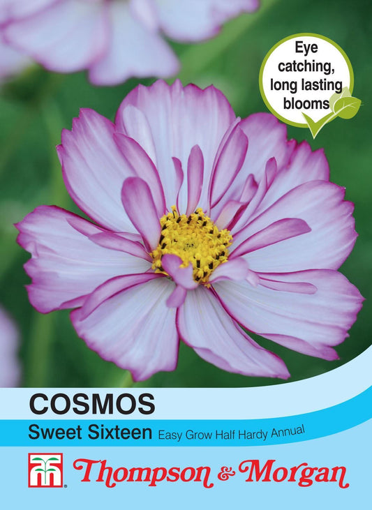 Thompson & Morgan Cosmos Sweet Sixteen 70 Seed