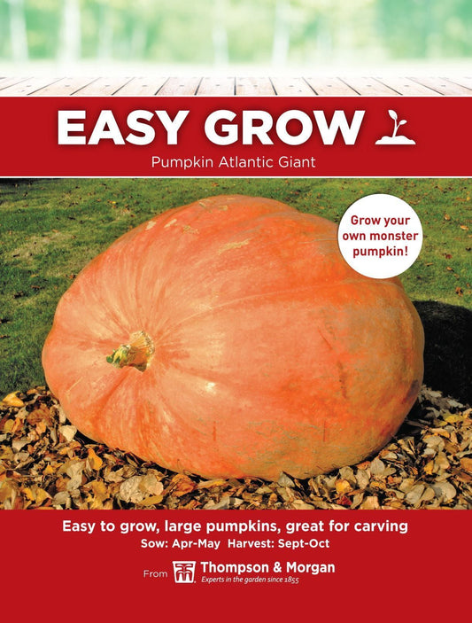 Thompson & Morgan - EasyGrow - Vegetable - Pumpkin - Atlantic Giant - 10 Seeds