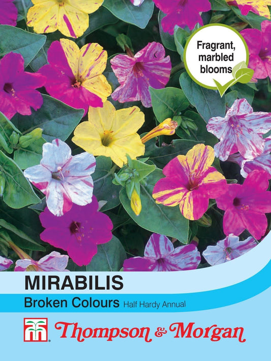 Thompson & Morgan Mirabilis Jalapa Broken Colours 50 Seed