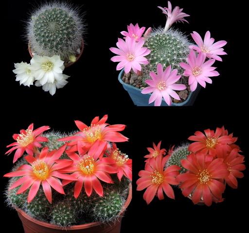 Cactus - Rebutia mix Seed