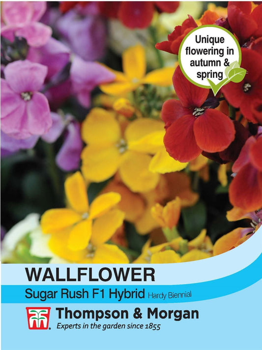 Thompson & Morgan Flowers Wallflower Sugar Rush F1 Hybrid 20 Seed