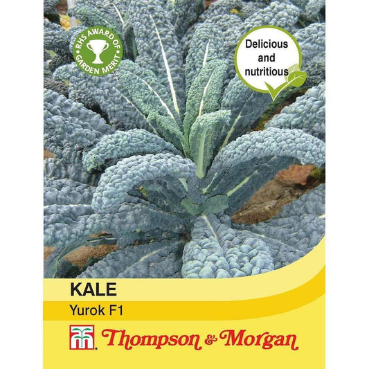 Thompson & Morgan - Kale Yurok F1 Hybrid - 30 Seeds