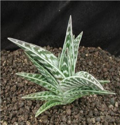 Aloe Variegata Tiger Aloe Seeds