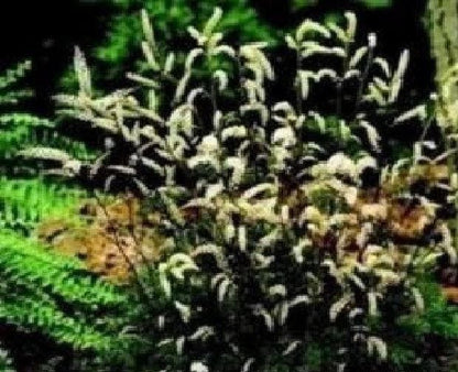 Dwarf Goatsbeard Aruncus Noble Spirits Seeds