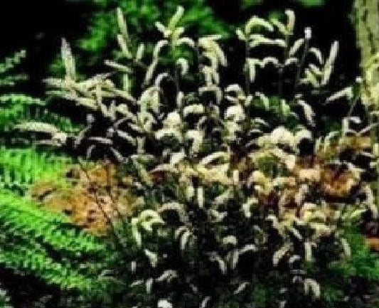Dwarf Goatsbeard Aruncus Noble Spirits Seeds