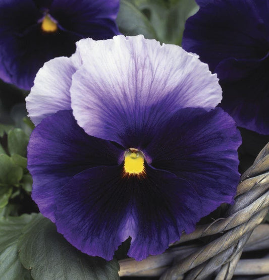 Pansy Mystique Beaconsfield F1 Hybrid Seeds