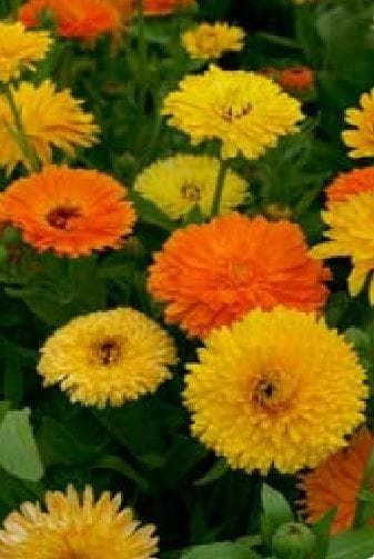 Calendula Pacific Beauty Mix Seeds – Pot Marigold