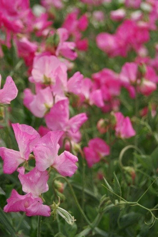 Sweet Pea Mammoth Rose Pink Seeds