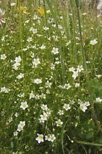 Wild Flower Fairy Flax Linum Catharticum Seeds