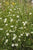 Wild Flower Fairy Flax Linum Catharticum