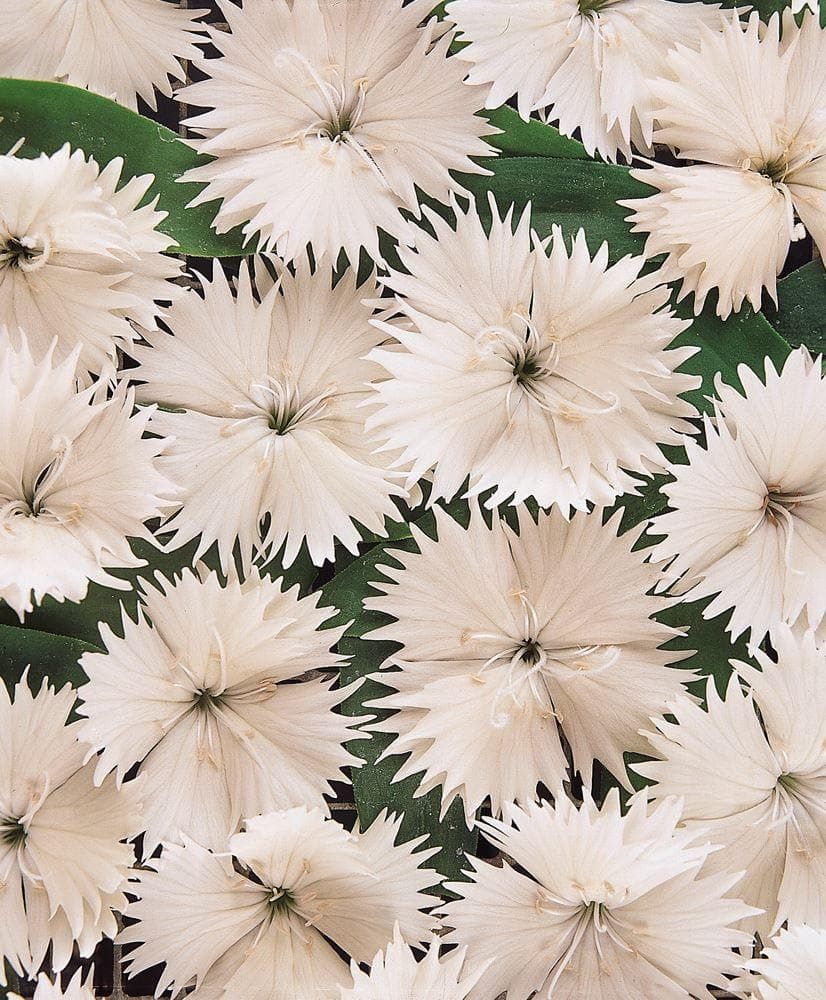 Dianthus Festival White F1 Seeds