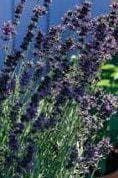 Lavender Provence Blue Seeds