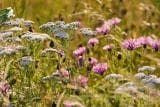Wild Flower Meadow Mixture Tussock for Wild Animals Seeds