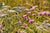 Wild Flower Meadow Mixture Tussock for Wild Animals