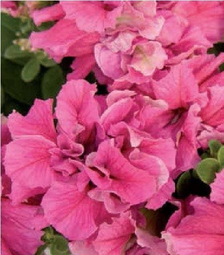 Petunia Double Pirouette Pink Seeds