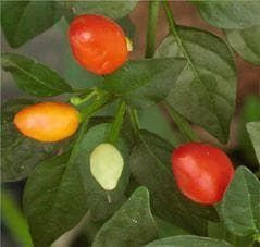 Pepper (Chilli) Korean Hot Seeds