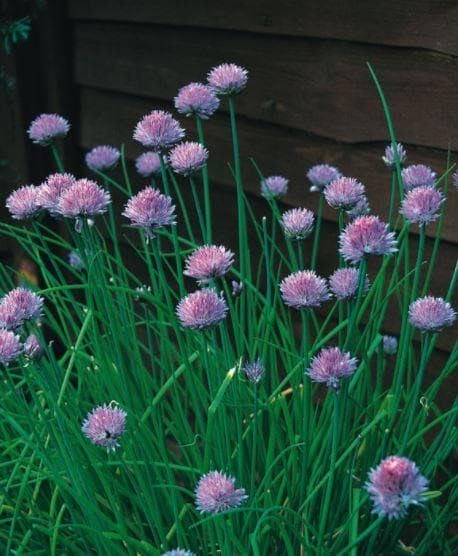 Organic Herb Chives Seeds