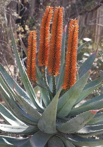 Aloe ferox cape Aloe Seeds