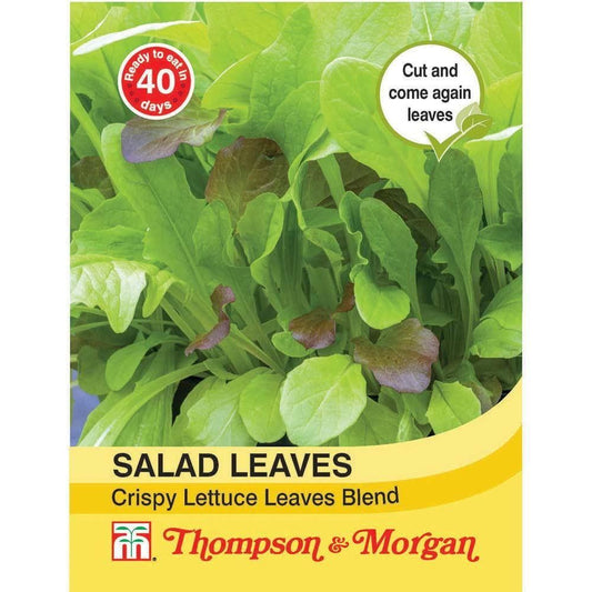 Thompson & Morgan Salad Leaves Crispy Lettuce Blend 500 Seed
