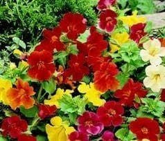 Mimulus Twinkle Mixed Seeds