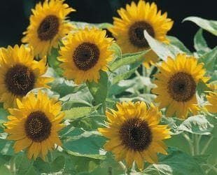 Sunflower Dwarf Big Smile Seeds
