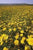 Wild Flower Corn Marigold Glebionis Segetum