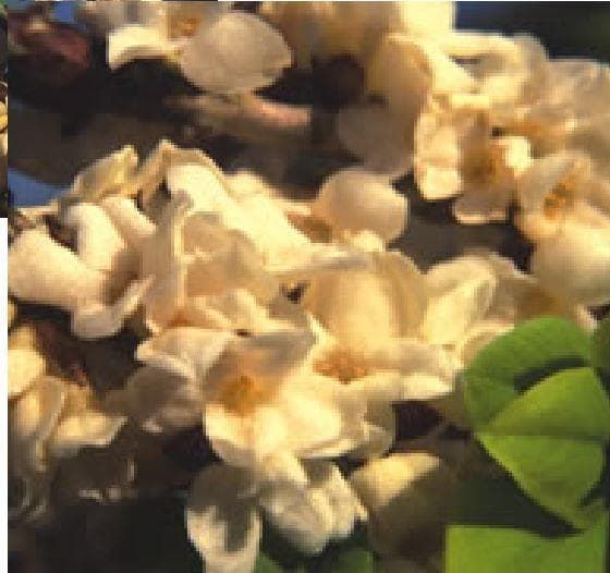 Daphne mezereum alba Seeds