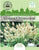 Thompson & Morgan Urban Garden Flowers Grasses (Ornamental) Hare's Tail 100 Seed
