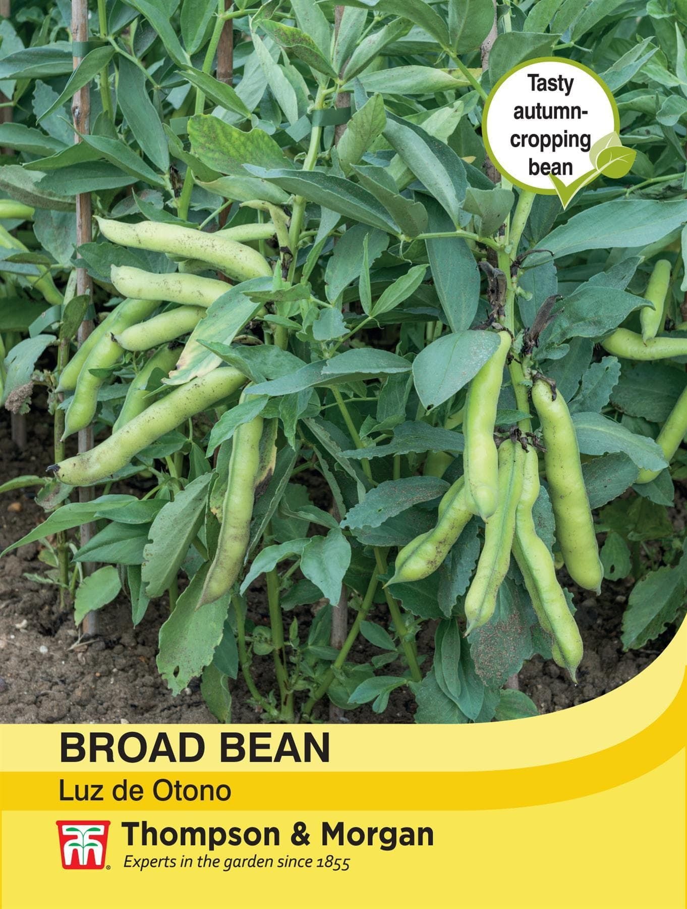 Thompson & Morgan Vegetable Broad Bean Luz de Otono - 30 Seeds