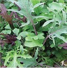 Salad Frilly Leaf Blend Mix Seeds