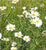 Wild Flower Economy Meadow Mixture General Purpose
