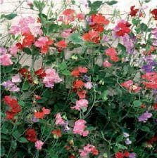 Sweet Pea Giant Spencer Wave Mix Seeds
