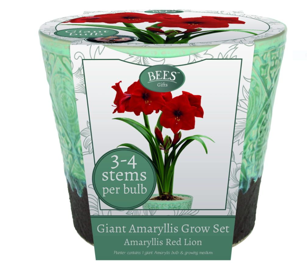 Bees Giant Amaryllis Red Lion - Grow Set with Ceramic Planter - Spectacular