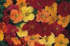 Nasturtium Gleam Mixed Seeds