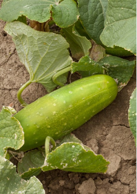 Cucumber Goblin F1 Seeds