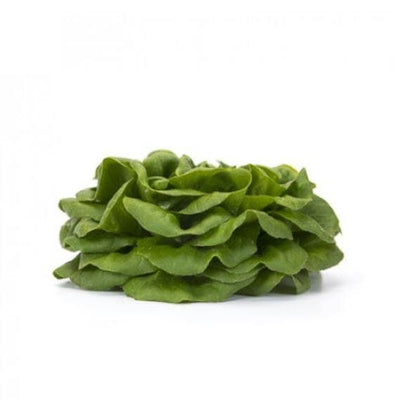 Lettuce Multi-Leaf Butterhead Salanova Hawking RZ (79 - 135) Replaces Descartes Seeds