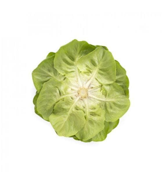 Lettuce Multi-Leaf Butterhead Salanova Hawking RZ (79 - 135) Replaces Descartes Seeds