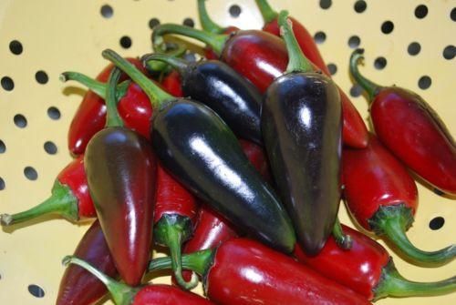 Pepper (Chilli) Hungarian Black Seeds