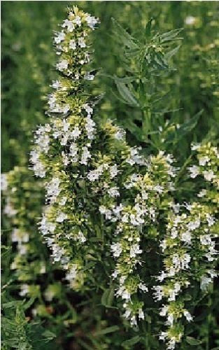 Hyssop White Seeds - Hyssopus officinalis