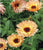 Calendula Officinalis Pot Marigold Indian Prince