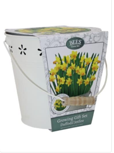Daffodil Bulbs - Jetfire in Decorative Metal Bucket - Gift Set